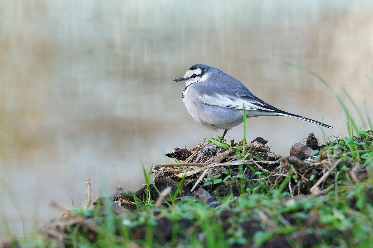 野川の野鳥たち_b0225108_17072346.jpg