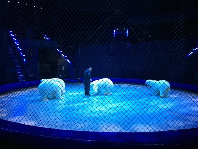 ロシアのサーカス団の4頭のホッキョクグマたち 首都モスクワのボリショイサーカスでの公演を開始 Polarbearology Conjectaneum ロシアのサーカス団の4頭のホッキョクグマたち 首都モスクワのボリショイサーカスでの公演を開始 Polarbearology Conjectaneum