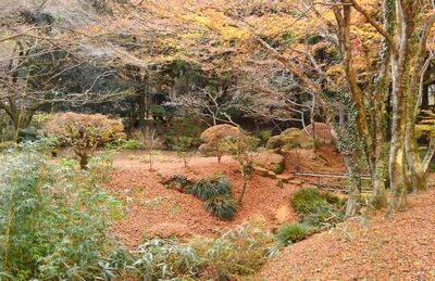 冬枯れの加満田庭園もまた良し_e0234016_17201158.jpg