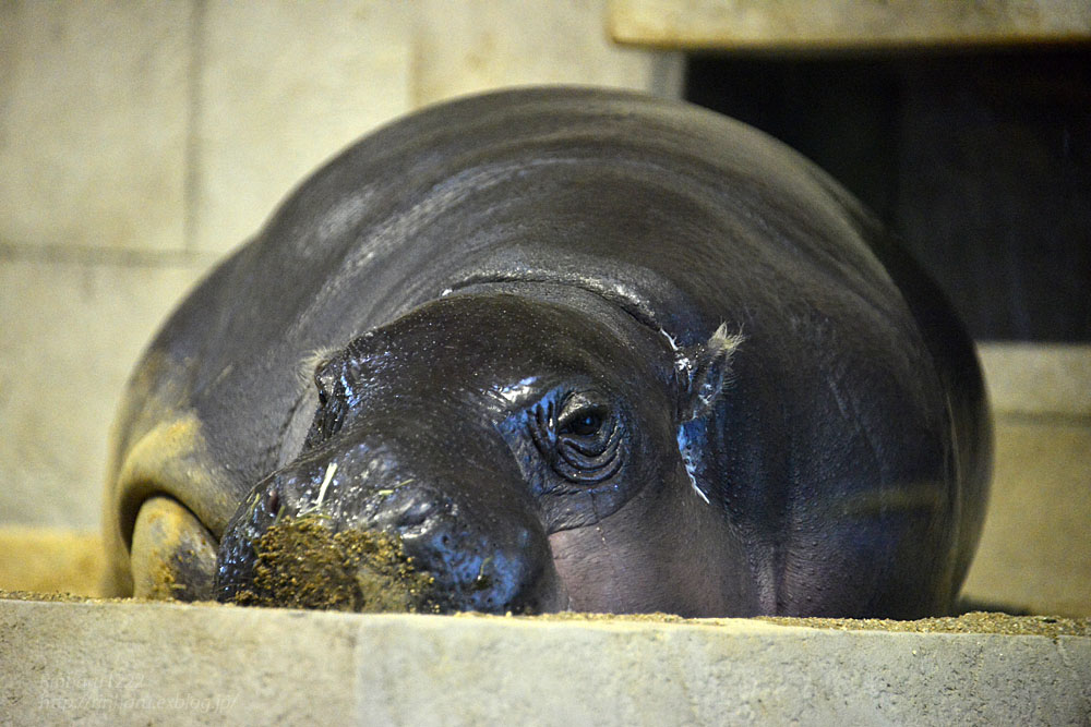 2016.11.5 ニフレル☆コビトカバ【Pygmy hippopotamus】_f0250322_22134132.jpg