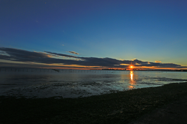 夕日のオオソリハシシギ_c0104227_00081856.jpg
