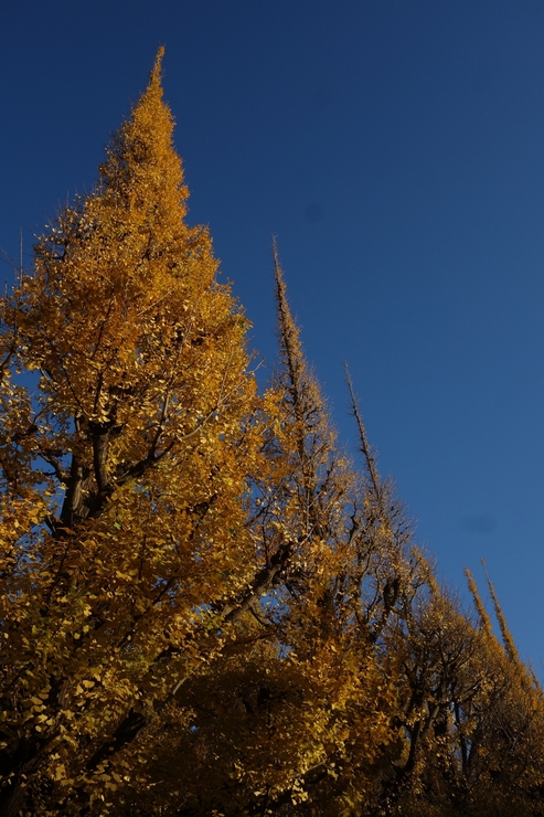 a0287336_20404639.jpg