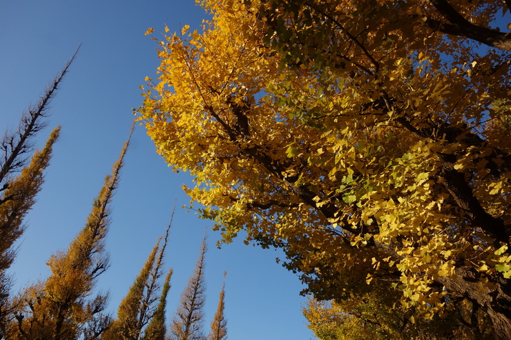a0287336_20421338.jpg