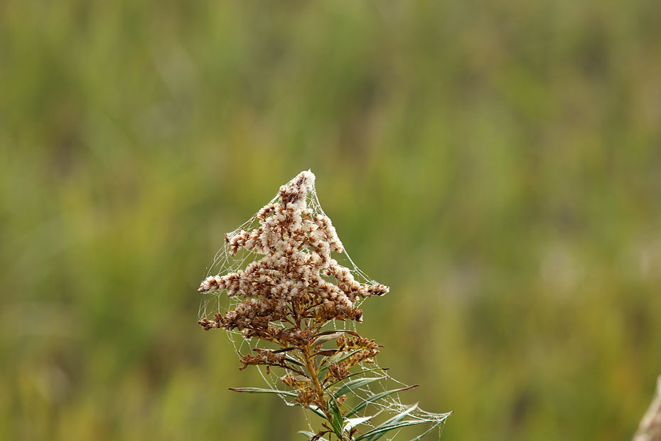 c0067040_17272456.jpg