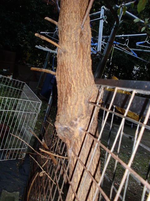 e0060041_16505796.jpg