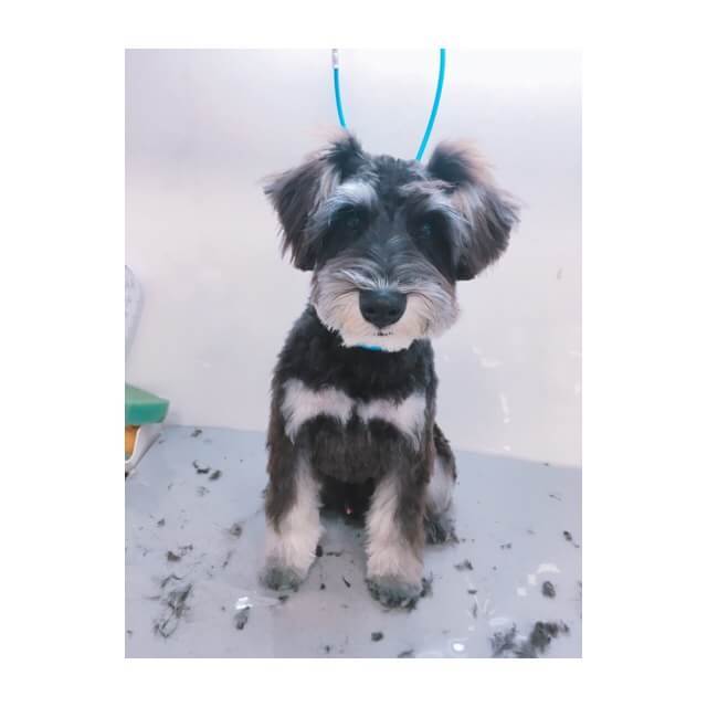 ✂toriming✂_e0339146_15411245.jpg