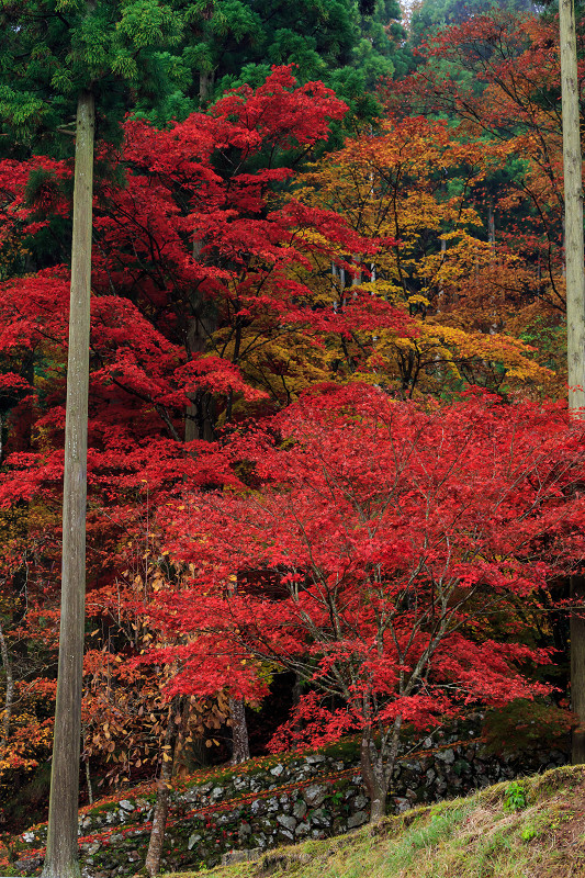 京都の紅葉2016 散り錦に彩られる玉雲寺（写真部門）_f0155048_2217472.jpg