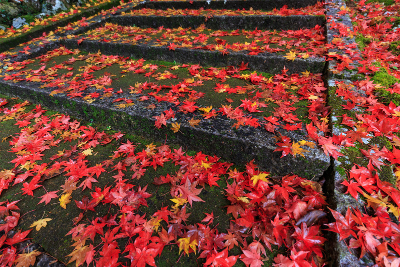 京都の紅葉2016 散り錦に彩られる玉雲寺（写真部門）_f0155048_22192639.jpg