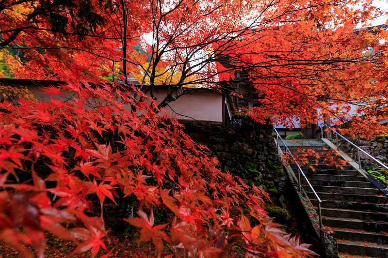 京都の紅葉2016 散り錦に彩られる玉雲寺（写真部門）_f0155048_2219507.jpg