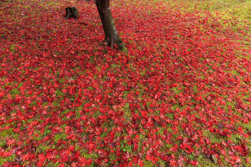 京都の紅葉2016 散り錦に彩られる玉雲寺（写真部門）_f0155048_22224447.jpg