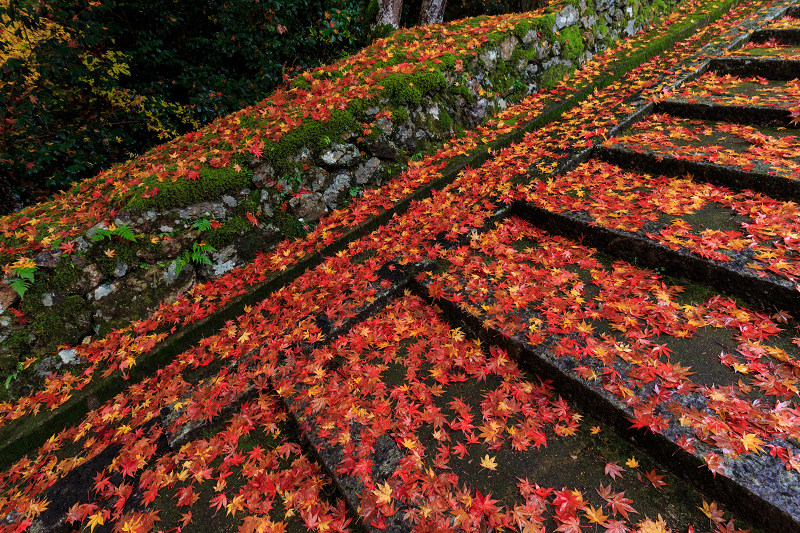 京都の紅葉2016 散り錦に彩られる玉雲寺（写真部門）_f0155048_22275792.jpg