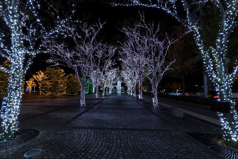 京セラ本社イルミネーション2016　「積雪の光の森」と巨大クリスマスツリー(写真部門)_f0155048_22534795.jpg