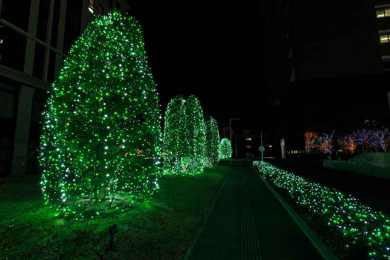 京セラ本社イルミネーション2016　「積雪の光の森」と巨大クリスマスツリー(写真部門)_f0155048_22553811.jpg