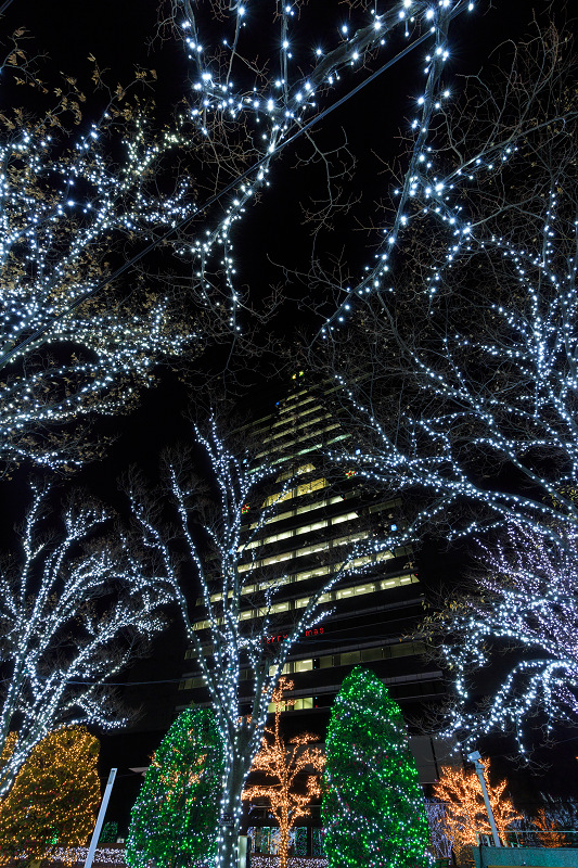 京セラ本社イルミネーション2016　「積雪の光の森」と巨大クリスマスツリー(写真部門)_f0155048_22575481.jpg