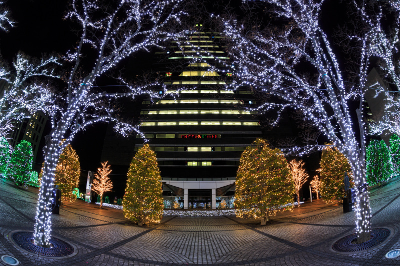 京セラ本社イルミネーション2016　「積雪の光の森」と巨大クリスマスツリー(写真部門)_f0155048_2322144.jpg
