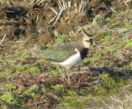 土日の鳥_e0172950_18073.jpg