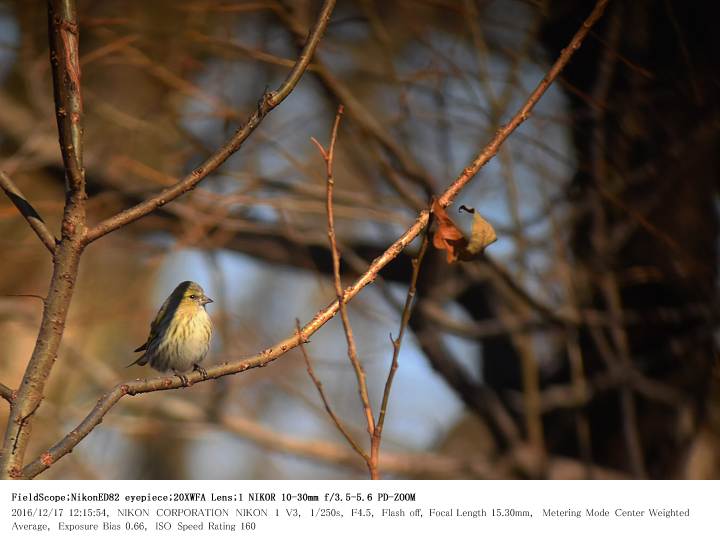 秋ヶ瀬公園・ピクニックの森 2016.12.17(2)_c0062451_1784526.jpg