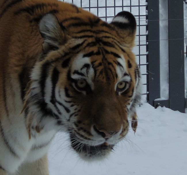 12月17日の円山動物園のアジアゾーン_b0014576_20170290.jpg