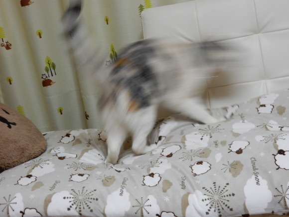 お転婆さん_e0355177_12301732.jpg