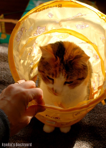 キャットトンネルをSandyに進呈_b0253205_06264043.jpg