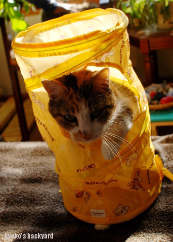 キャットトンネルをSandyに進呈_b0253205_06274062.jpg