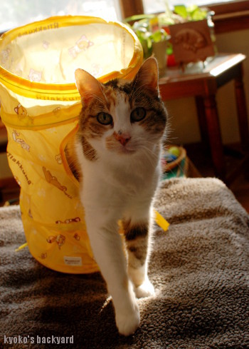 キャットトンネルをSandyに進呈_b0253205_06282285.jpg