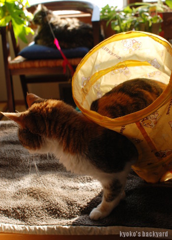 キャットトンネルをSandyに進呈_b0253205_06284928.jpg