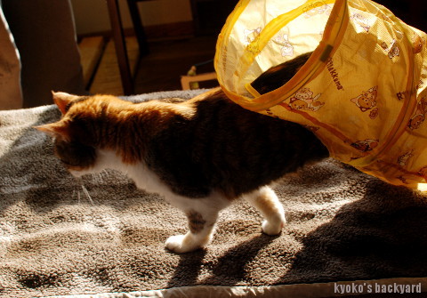 キャットトンネルをSandyに進呈_b0253205_06294075.jpg