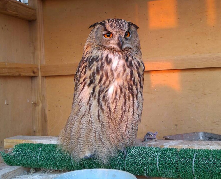 ミミズクさん♪_d0347205_12232042.jpg