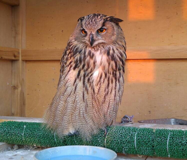 ミミズクさん♪_d0347205_12235198.jpg