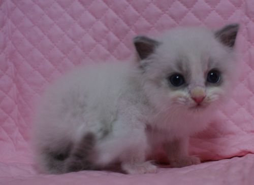 ラグドール子猫家族募集　１１月７日生まれブルーポイントバイカラー坊や_e0033609_19170690.jpg