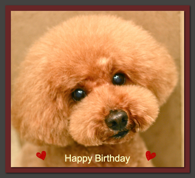 Happy Birthday♡プーくん＆ププくん_d0060413_11350618.jpg