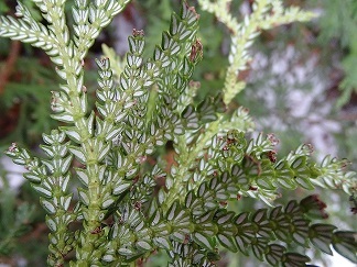 f0360815_16085048.jpg