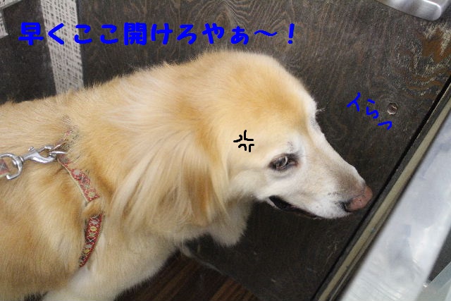 芽きゃべつのペペロンチーノ♪_b0130018_817428.jpg