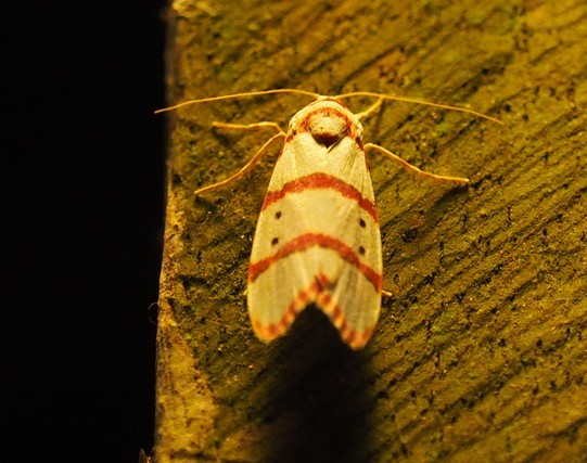 c0369423_16472592.jpg