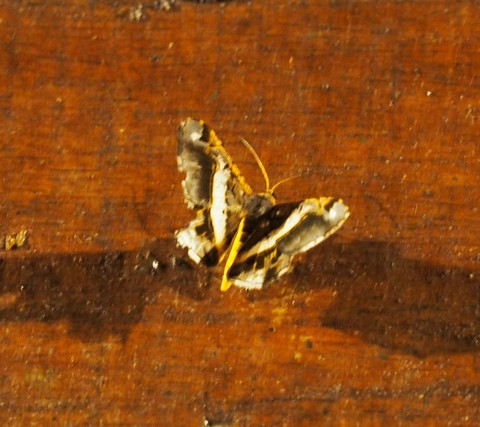 c0369423_16483218.jpg