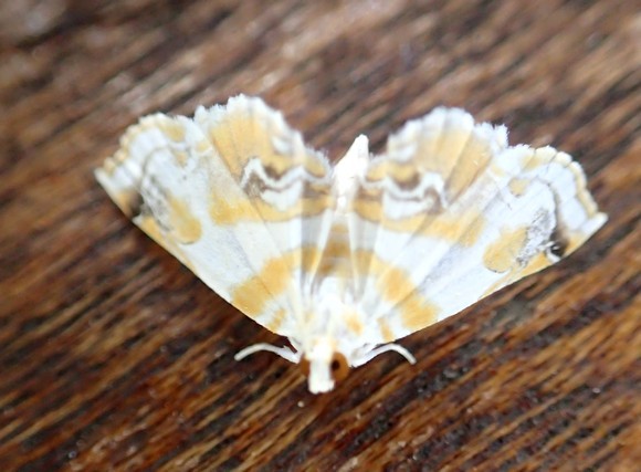 c0369423_17115431.jpg