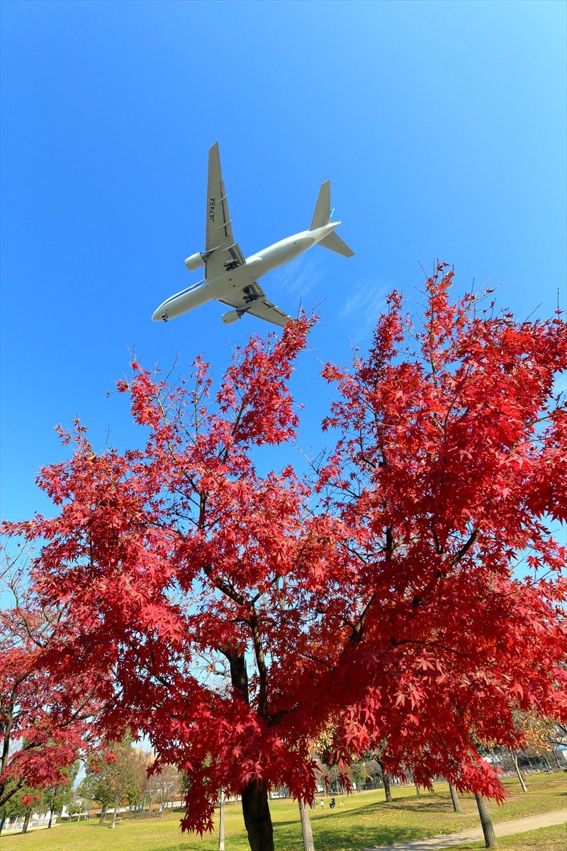 カエデの紅葉撮り直し_f0368026_13025745.jpg