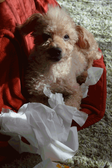 c0136736_16235096.gif