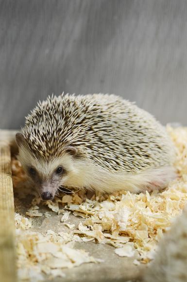 移動動物園へ。_d0227246_13312120.jpg