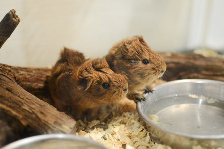 移動動物園へ。_d0227246_1331731.jpg