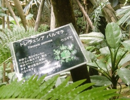 熱帯雨林に面白い形状の葉 トレヴェシア パルマタ 活花生活 2