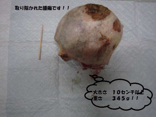 【様子をみましょうと言われ続け・・・】_b0059154_18345811.jpg