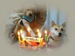 誕生日だったそうな。_e0364854_16551380.jpg