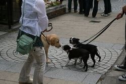 URBAN DOG_e0364854_16552591.jpg