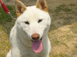 教室参加のワンコ達(5月18日)_e0364854_16582901.jpg