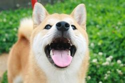 教室参加のワンコ達(5月29日)_e0364854_16584780.jpg