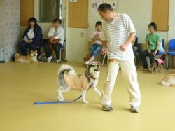 教室参加のワンコ達(6月22日ぱーとツゥー)_e0364854_16592723.jpg
