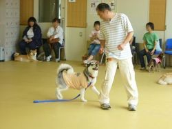 教室参加のワンコ達（６月２２日ぱーとツゥー）_e0364854_16592723.jpg