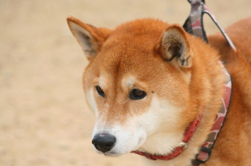 ワンコホテル『じん君、クララちゃん、モモちゃん』＆ワンコ塾『リンちゃん、ナッツちゃん、シータちゃん』_e0364854_17085942.jpg